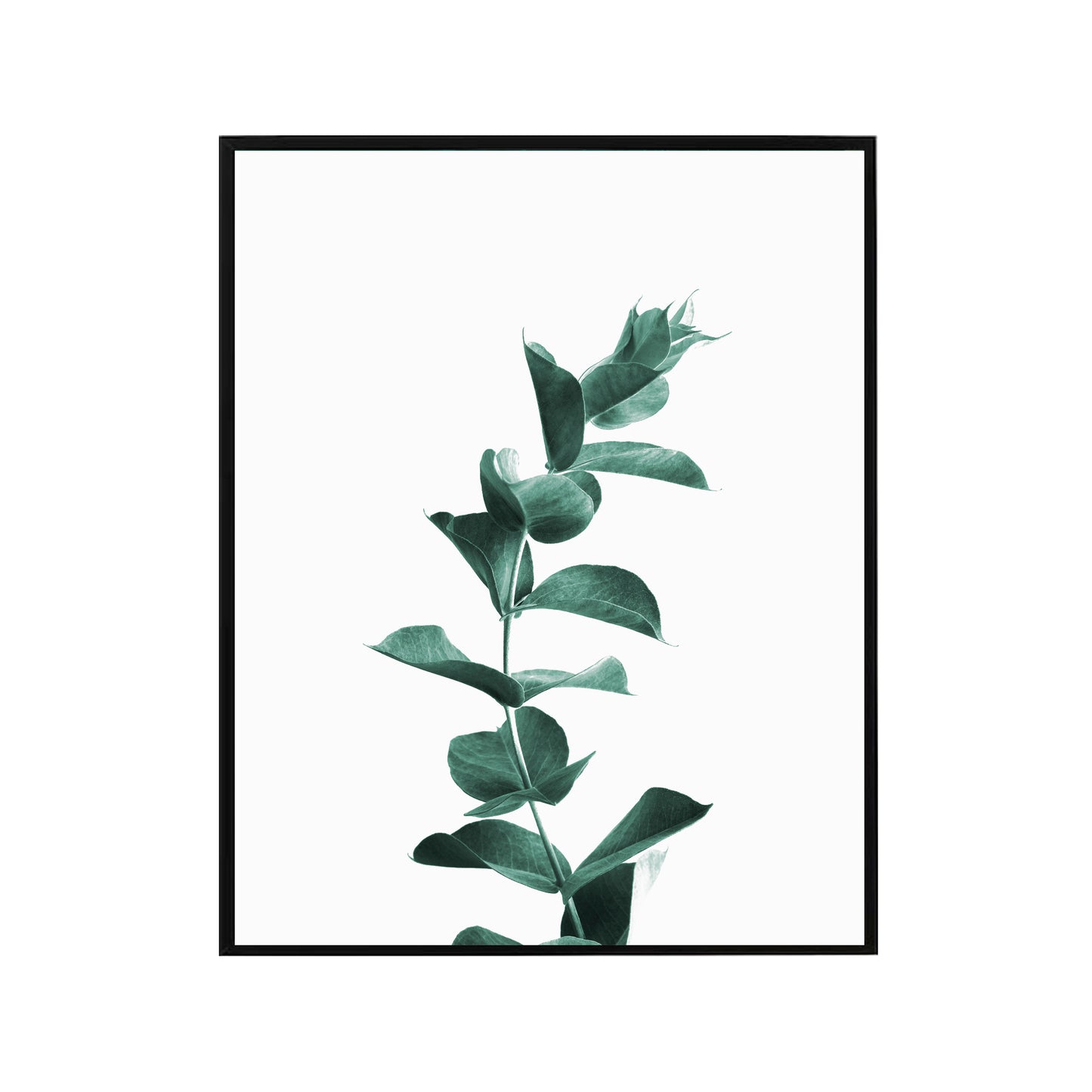 Eucalyptus Shades Poster