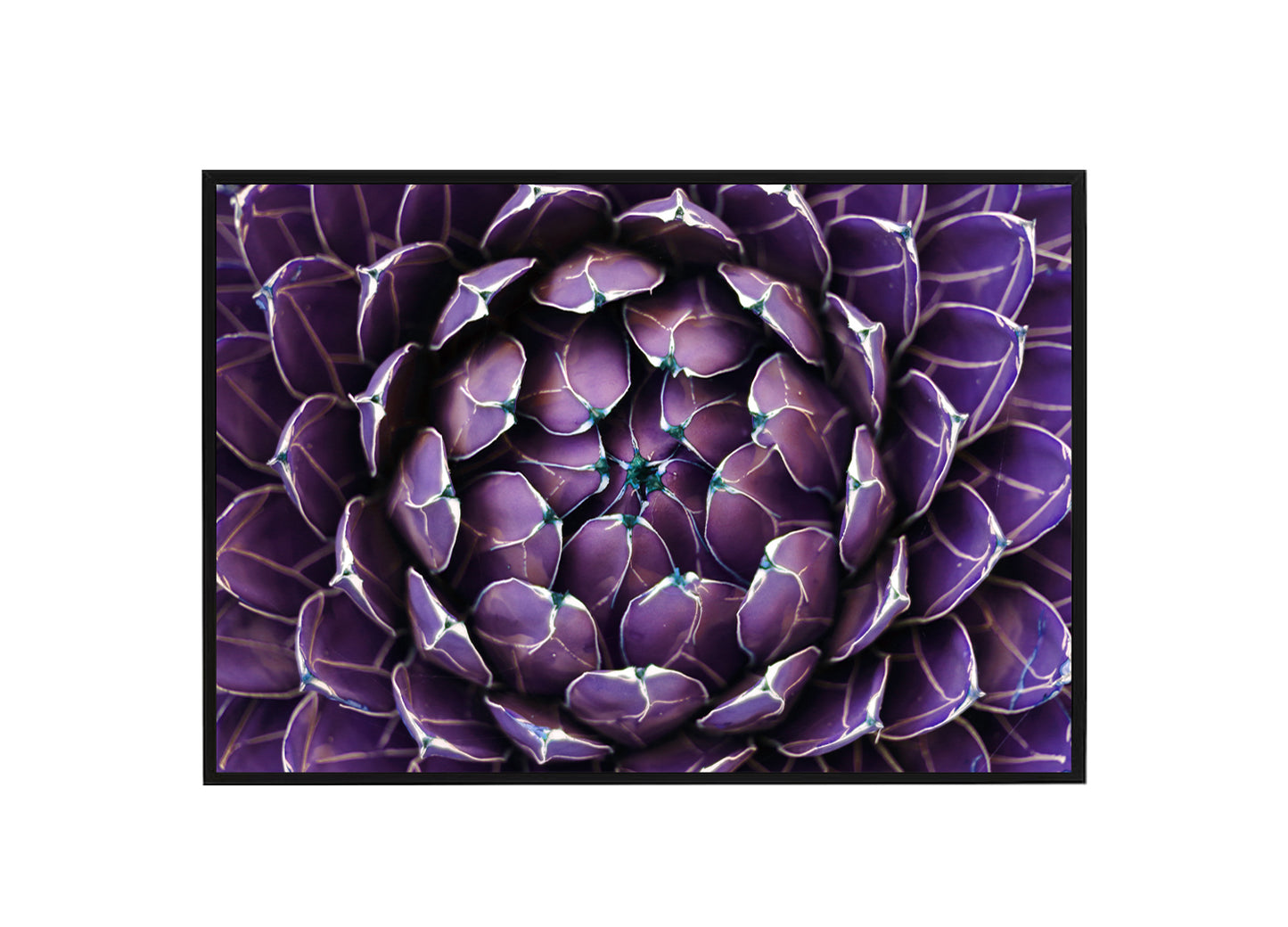 Purple Suculent Poster