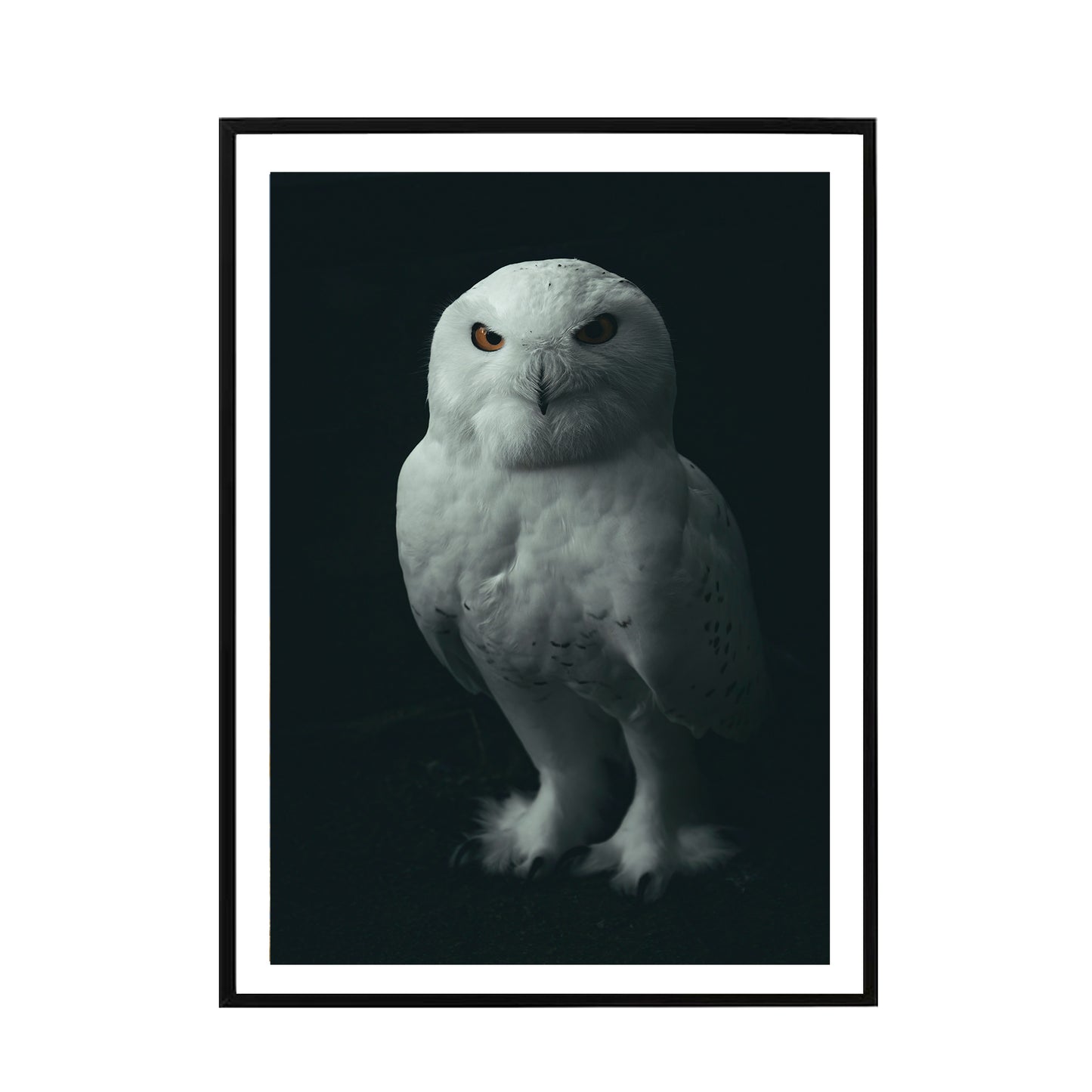 White Owl